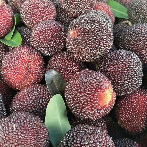 waxberry(001)