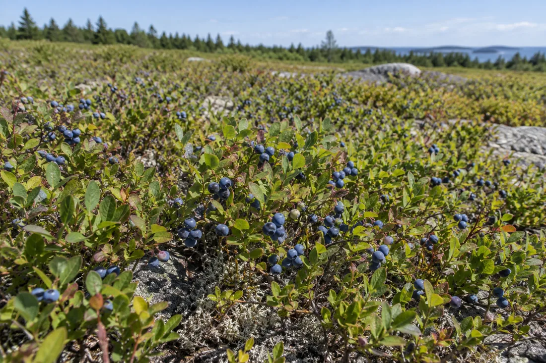 wild-blueberries-managed-lowbush-field wild-blueberries-managed-lowbush-field