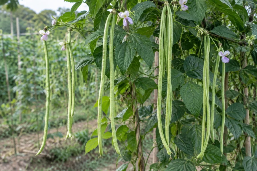 Several intact yardlong bean pods hanging naturally from a climbing vine, with full slender length visible