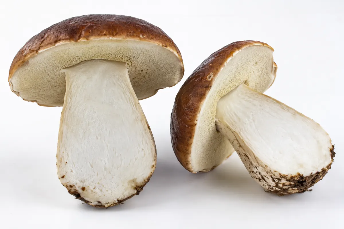 What Color Should Porcini Mushrooms Be?