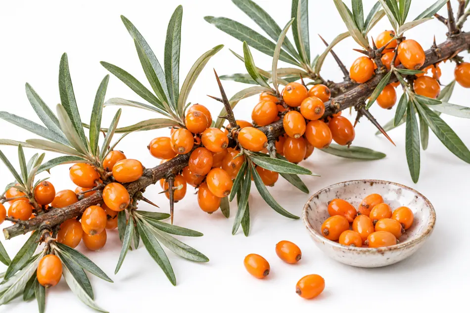 Edible sea buckthorn Edible sea buckthorn