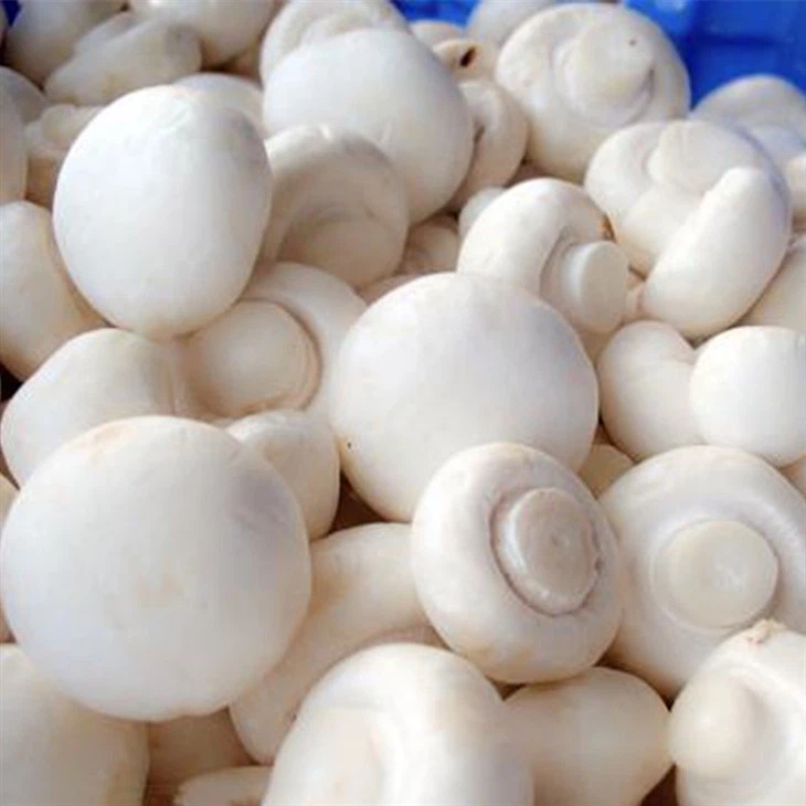 Champignon blan dyondyon